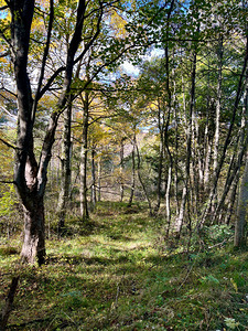 Autumn Arrives in the Forest of the Scottish Highlands